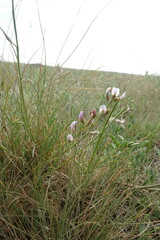 Astragalus tenuifolius