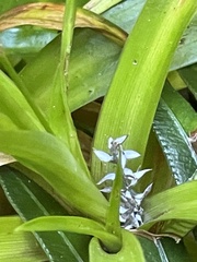 Juncus lomatophyllus