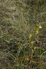 Sisymbrium polymorphum