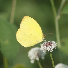 Pyrisitia dina westwoodi
