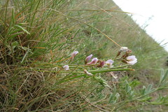 Astragalus tenuifolius