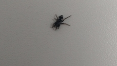 Latonigena