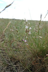 Astragalus tenuifolius