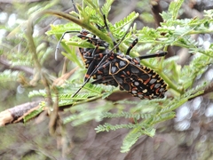 Pachylis argentinus