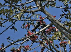 Dicrurus hottentottus