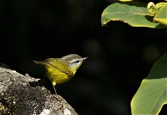 Phylloscopus xanthoschistos