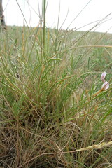 Astragalus tenuifolius