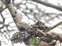Pachylis argentinus