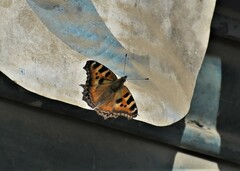 Aglais caschmirensis