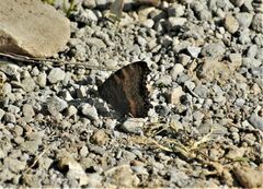 Aglais caschmirensis