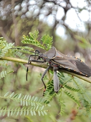 Pachylis argentinus