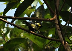 Machlolophus xanthogenys