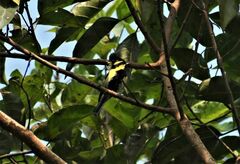 Machlolophus xanthogenys