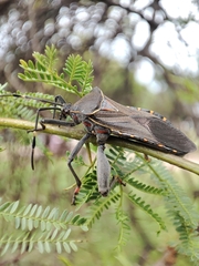 Pachylis argentinus