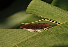 Tanaecia