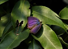 Arhopala centaurus