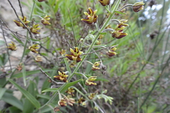 Epipactis veratrifolia