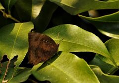 Arhopala centaurus
