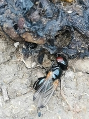 Ulidia apicalis