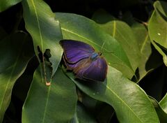 Arhopala centaurus