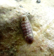 Stenoplax limaciformis