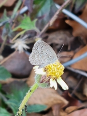 Pseudozizeeria maha okinawana