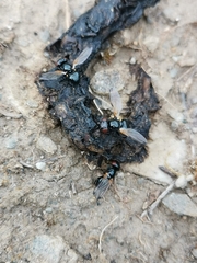 Ulidia apicalis