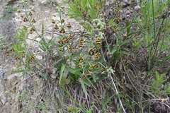 Epipactis veratrifolia