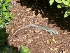 Pholidoscelis exsul