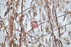 Carpodacus sibiricus