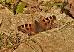 Aglais caschmirensis