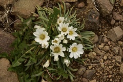 Calandrinia affinis