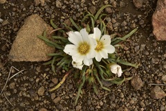 Calandrinia affinis