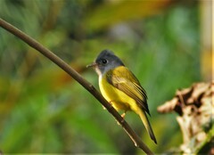 Culicicapa ceylonensis