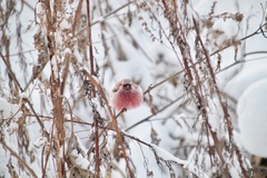 Carpodacus sibiricus