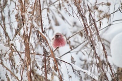 Carpodacus sibiricus