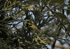 Machlolophus xanthogenys