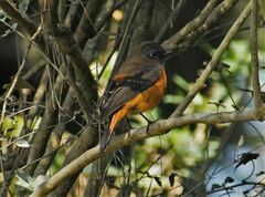 Phoenicurus frontalis