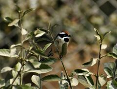 Aegithalos concinnus