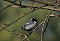 Parus cinereus