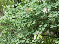 Bauhinia petersiana