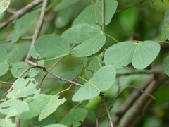 Bauhinia petersiana