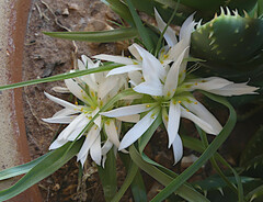Ornithogalum baeticum