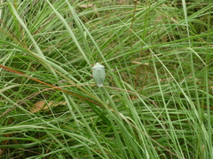 Chlorocoris rufopictus