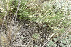 Astragalus tenuifolius