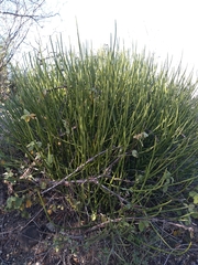 Euphorbia rossiana