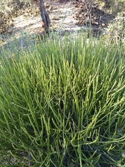 Euphorbia rossiana