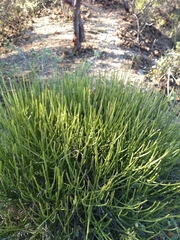 Euphorbia rossiana