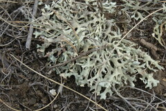 Xanthoparmelia camtschadalis