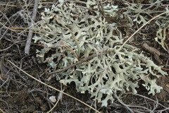 Xanthoparmelia camtschadalis